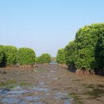 mangrove kerala madakkal