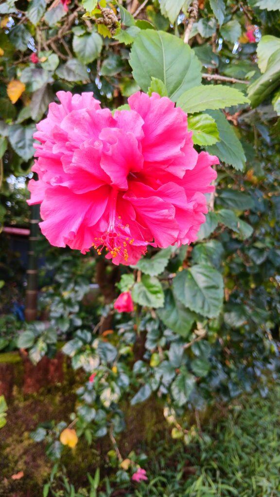 fleur du Kerala, Inde, centre ayurvédique Ayurserenity