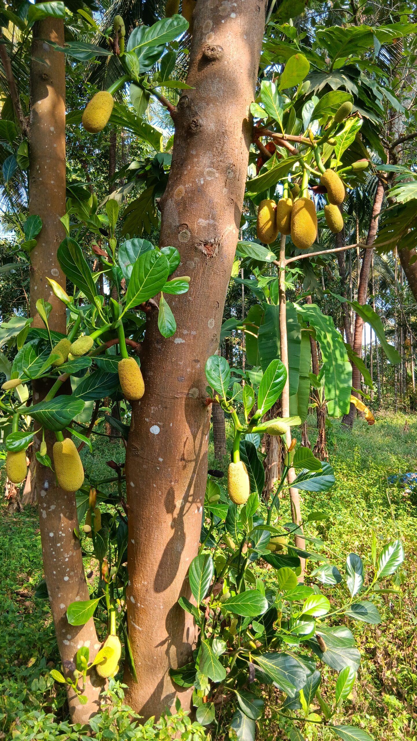 centre ayurvédique Inde du Sud, retraite ayurvédique nature, jacquiers