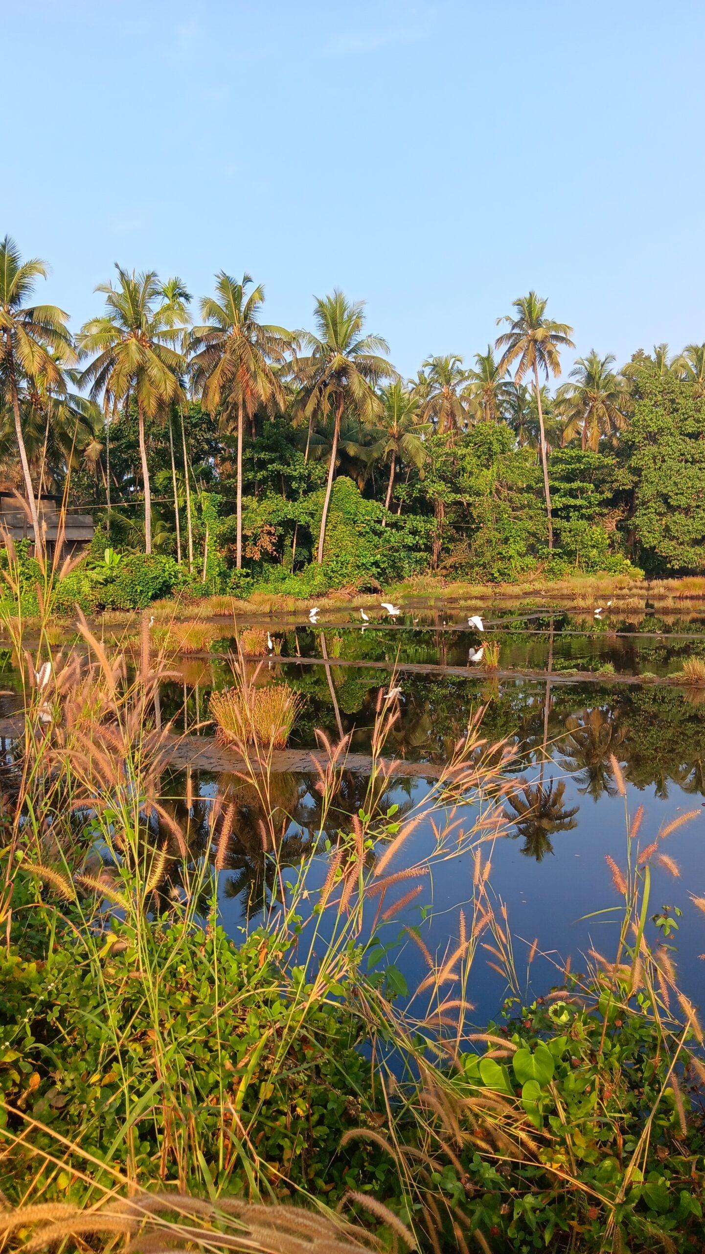 Kerala, centre ayurvédique Inde du Sud, retraite ayurvédique nature