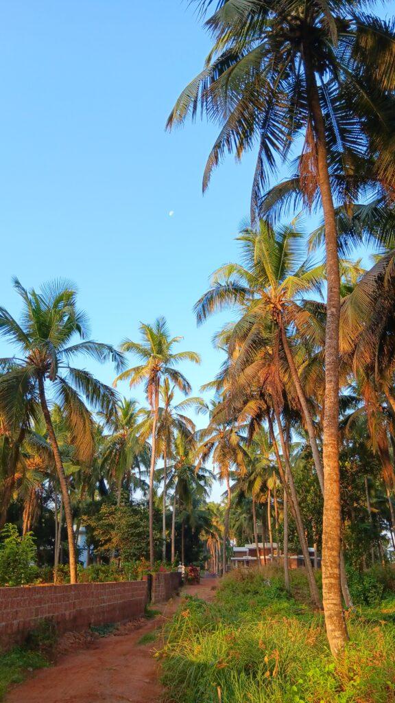 cocotiers du kerala, centre de cure ayurvédique, inde