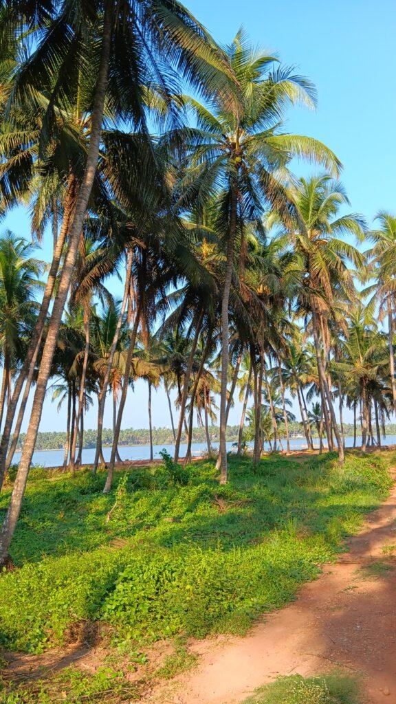 cocotiers du Kerala, Inde, centre ayurvédique Ayurserenity