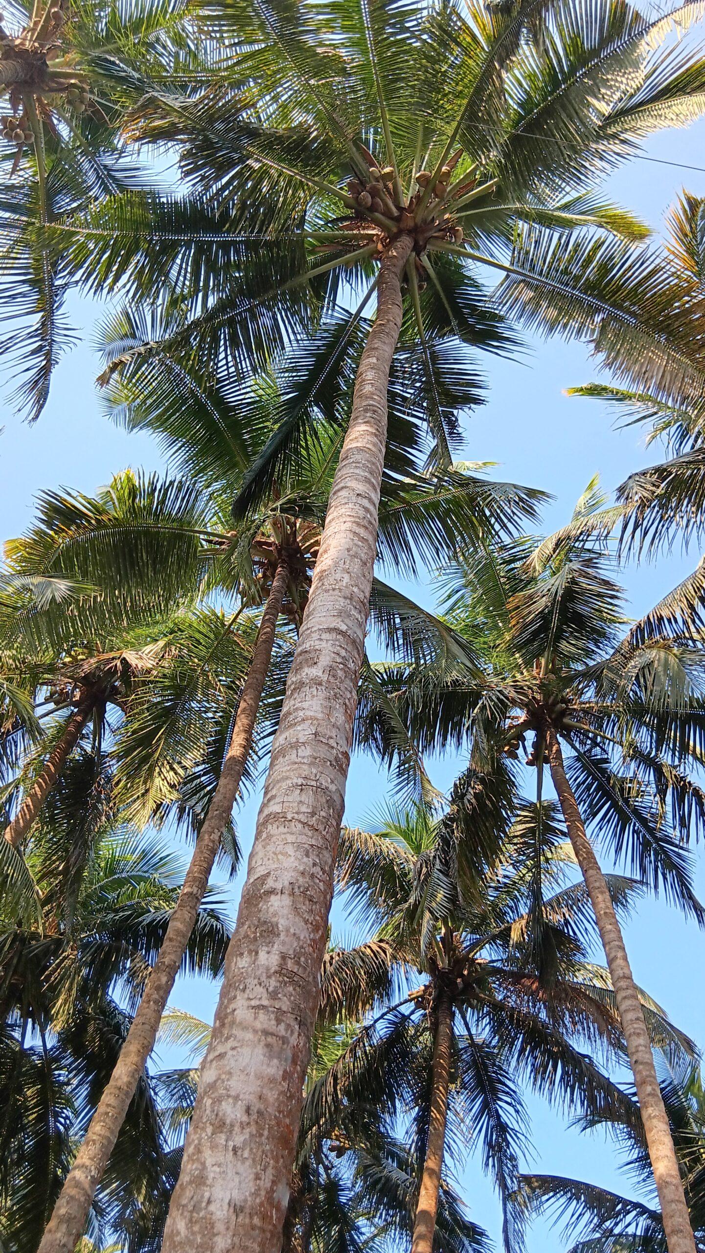 cocotiers du kerala, centre de cure ayurvédique, inde