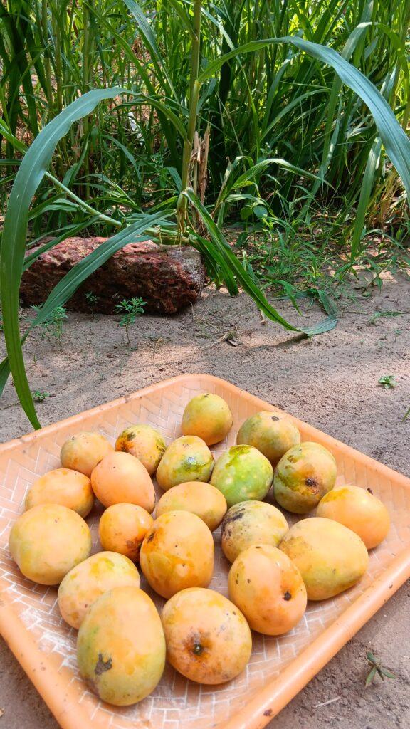 mangues du jardin, village d'Edayilekad, Kerala, Marion Chatelain