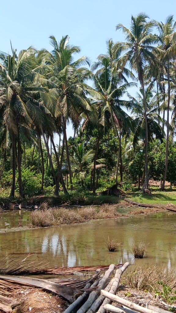 centre ayurvédique Ayurserenity, Inde, Kerala, vue sur les cocotiers