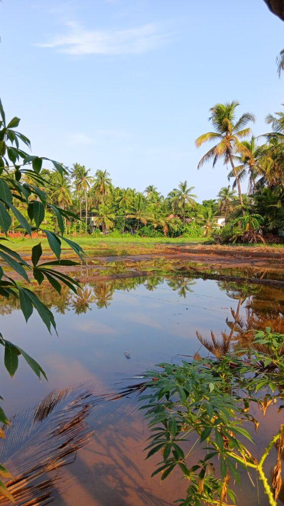 village d'Edayilekad, Kerala, centre ayurvédique, cure Panchakarma