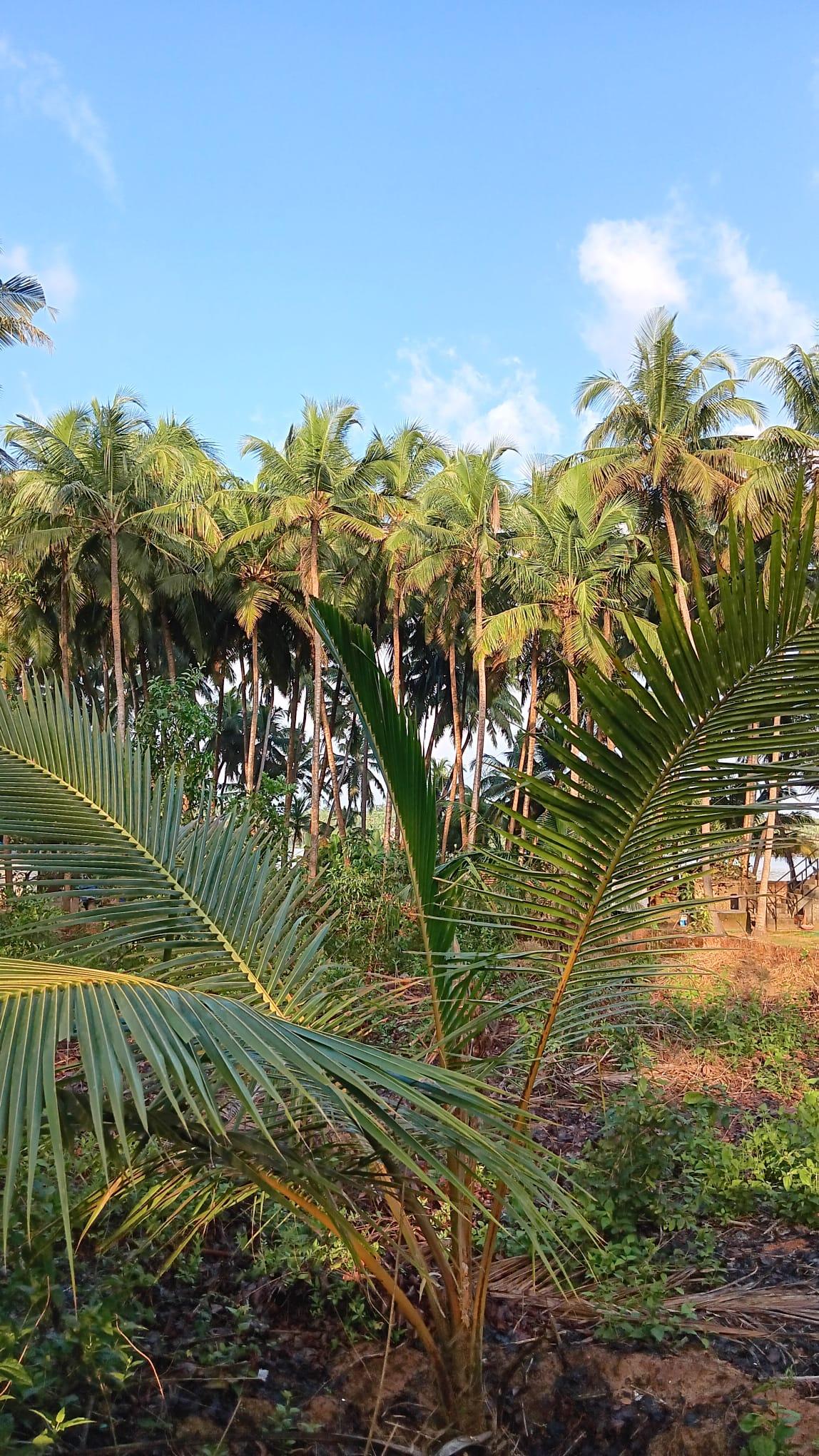 paysage kerala, inde, cocotiers, nature