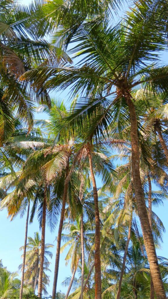 cocotiers du Kerala