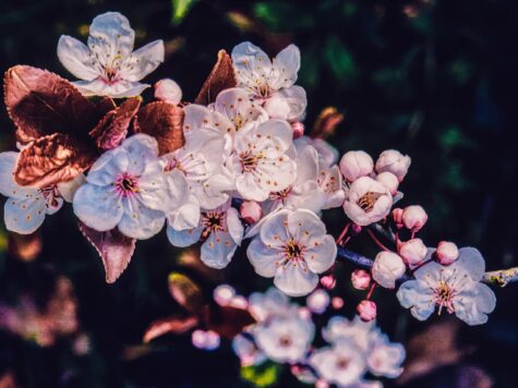 printemps en ayurveda cerisier en fleur