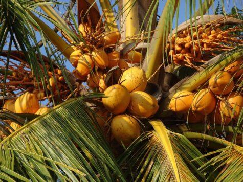 cocotiers du Kerala, Inde