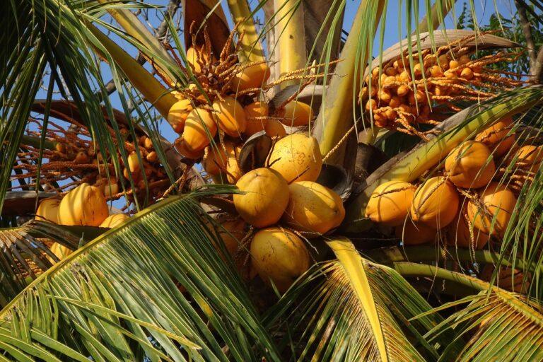 cocotiers du Kerala, Inde