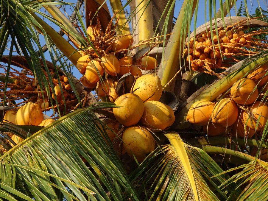 cocotiers du Kerala, Inde