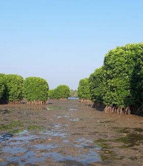 mangrove kerala madakkal