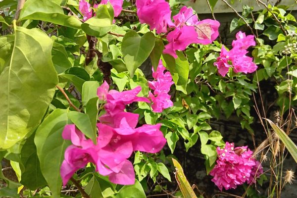 fleur tropicale du kerala