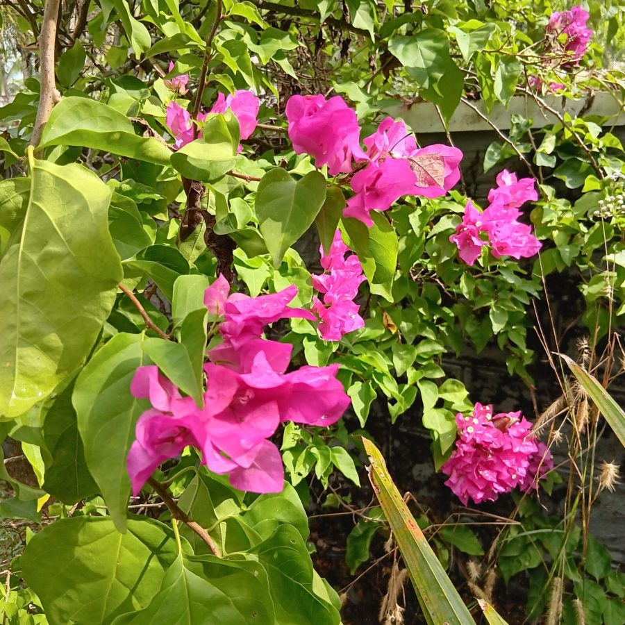 fleur tropicale du kerala