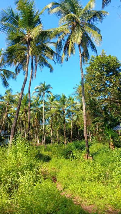 village du kerala, cocotiers village du kerala, cocotiers