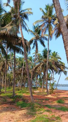 centre de cure ayurvédique kerala, inde, nature, cocotiers