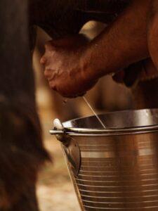 lait frais de vache