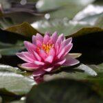 nénuphar, Kerala, Inde
