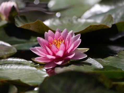 nénuphar, Kerala, Inde